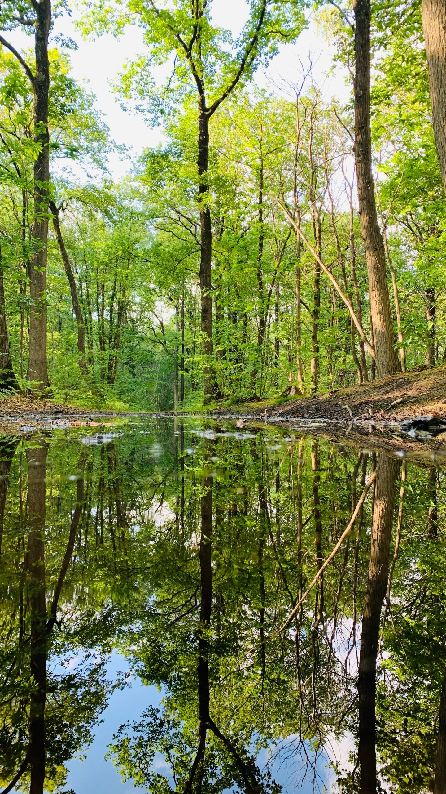 Woodland Wisdom - mindfulness walks in nature